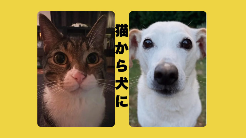 プロンプトはもう不要！？写真と動画だけで猫から犬に！？Higgsfield「Genjutsu」の使い方